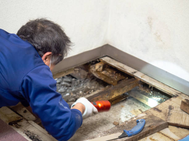 Crawl Space Mold Removal in Jamestown, NY