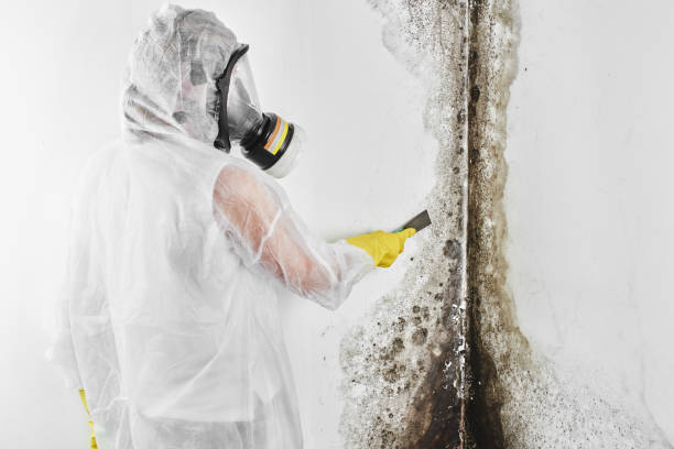 Best Mold Testing  in Jamestown, NY