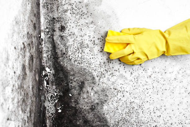 Best Mold Remediation  in Jamestown, NY
