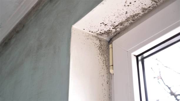 Best Attic Mold Removal  in Jamestown, NY