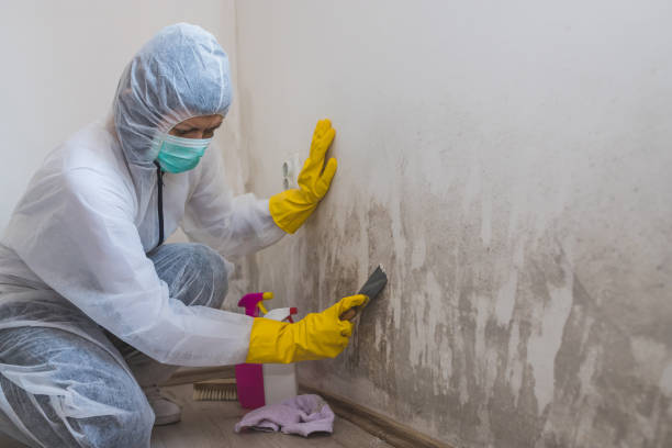 Best Emergency Mold Removal  in Jamestown, NY