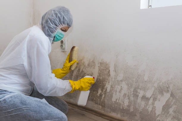 Mold Testing and Removal in Jamestown, NY