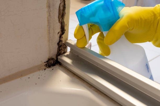 Best Best Mold Removal Companies  in Jamestown, NY