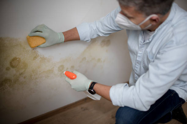 Home Mold Removal in Jamestown, NY