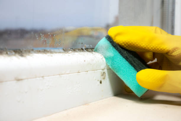 Best Mold Testing and Removal  in Jamestown, NY