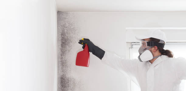 Best Toxic Mold Removal  in Jamestown, NY