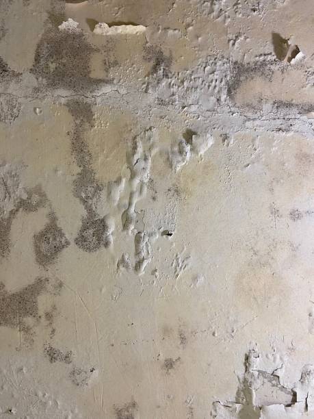 Trusted Jamestown, NY Mold Removal Experts