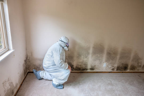 Best Mold Remediation  in Jamestown, NY