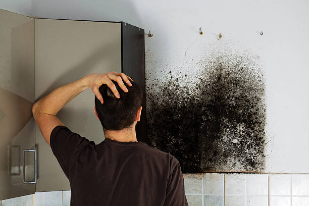 Best Mold Removal Near Me  in Jamestown, NY