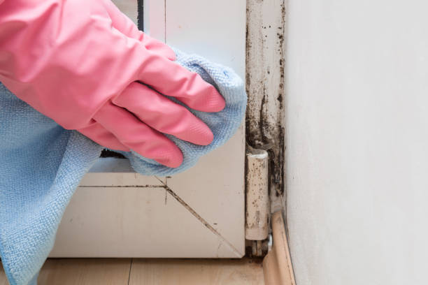 Attic Mold Removal in Jamestown, NY