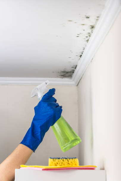 Best Black Mold Removal  in Jamestown, NY