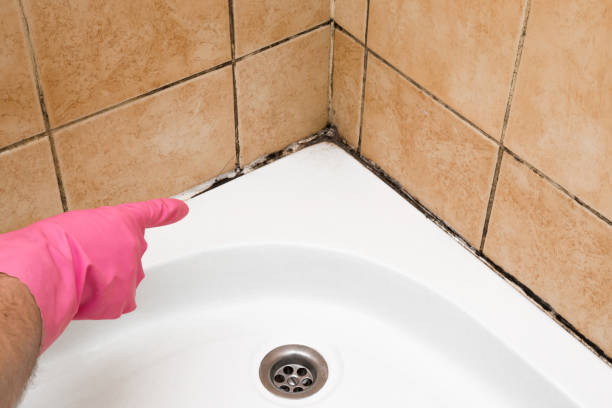 Best Professional Mold Removal  in Jamestown, NY